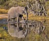 Dear Old Jumbo 
